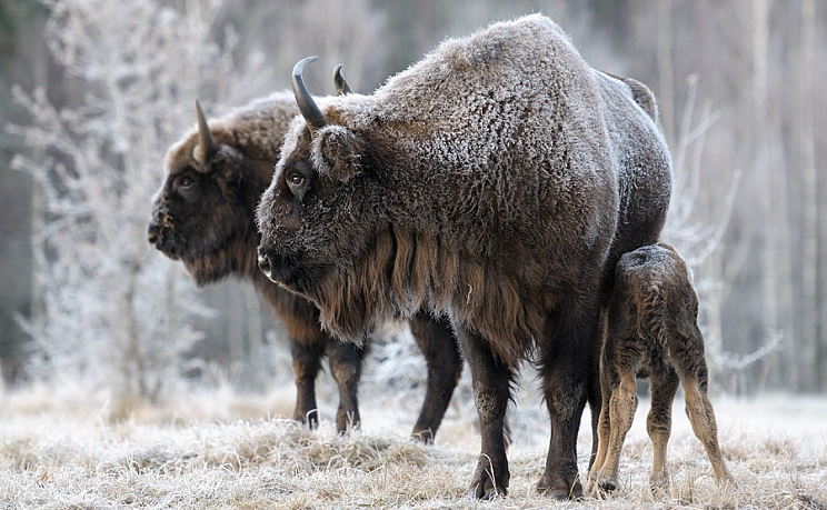 К Деду Морозу в Беловежскую пущу поездом - Изображение 2