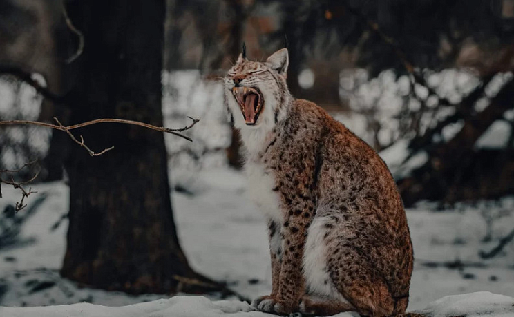 К Деду Морозу в Беловежскую пущу поездом - Изображение 4